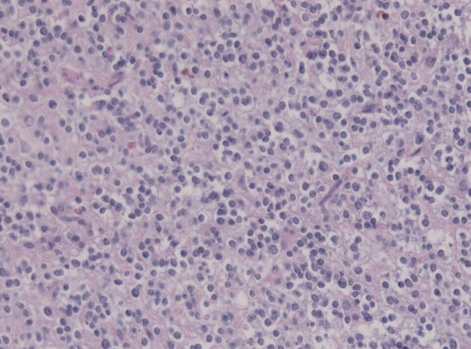 File:Image NP T4a1 0002.JPG