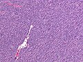 Thumbnail for version as of 07:43, 24 September 2015