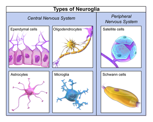 Types of neuroglia (WC/Blausen)