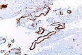 Thumbnail for version as of 22:43, 11 December 2010